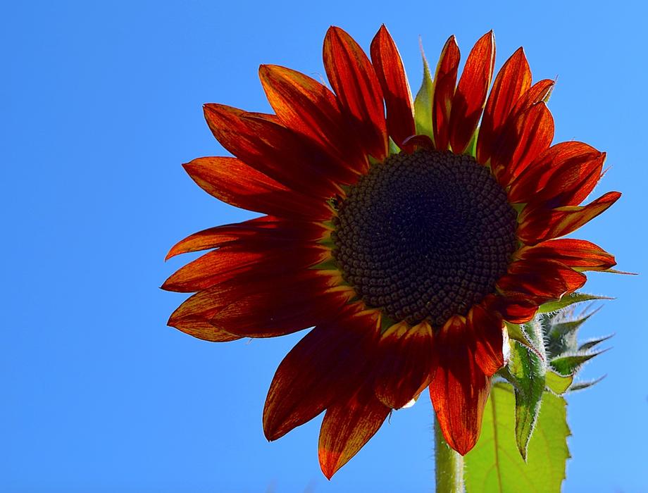 Sunflower Red Plant