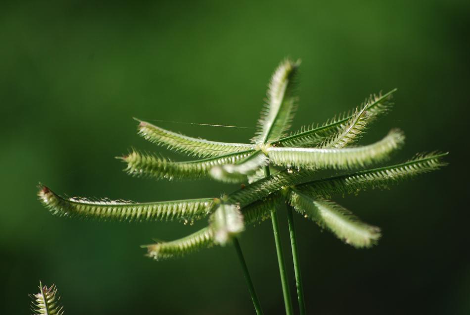 Green Nature Stick