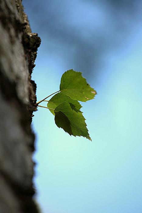 Nature Leaf Tree