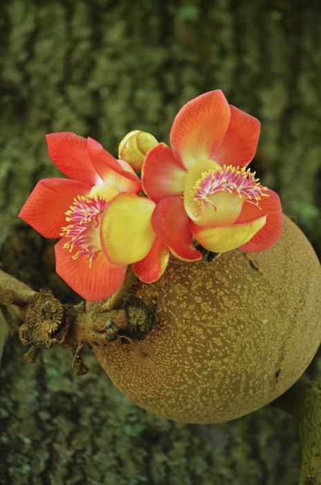 Flower Blooming Fruit