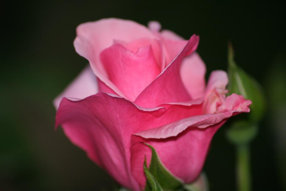 Rose Nature