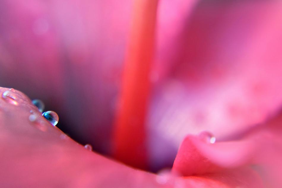 pink flower with water drops in the middle