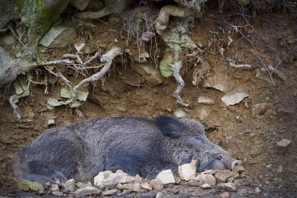 Boar Mammal Animal