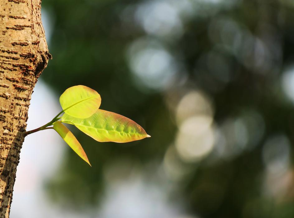 Leaf Nature Plant