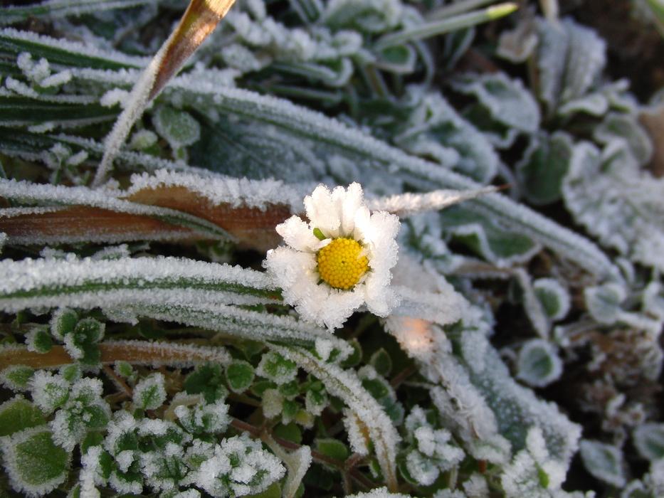 Nature Plant Winter