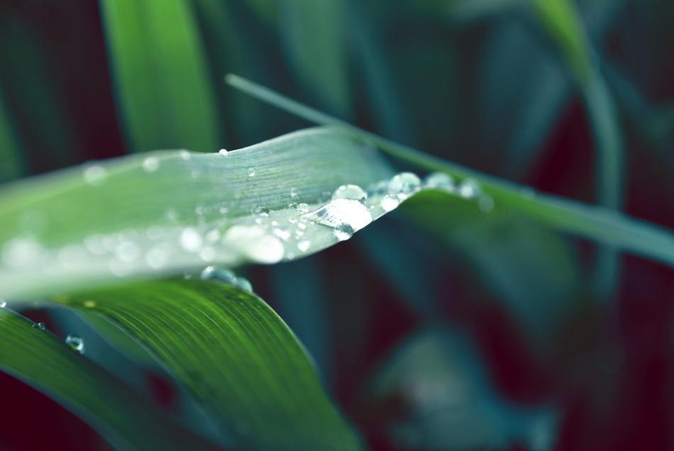 Just Add Water Plant Dew