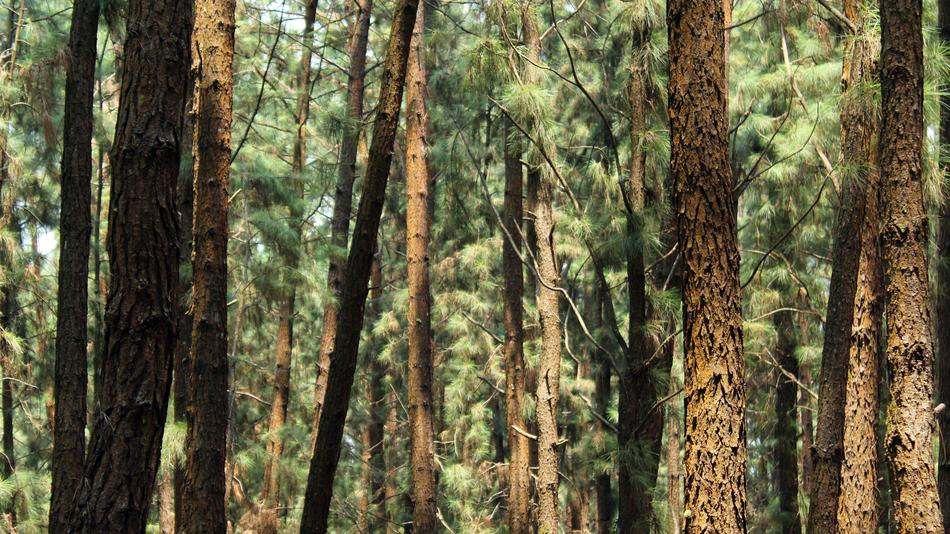 Wood Tree Nature