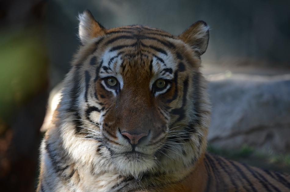 Wildlife Mammals Tiger