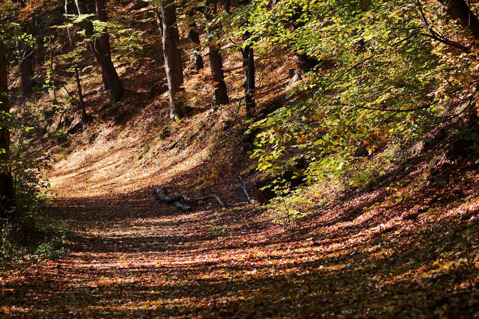 Nature Wood Tree