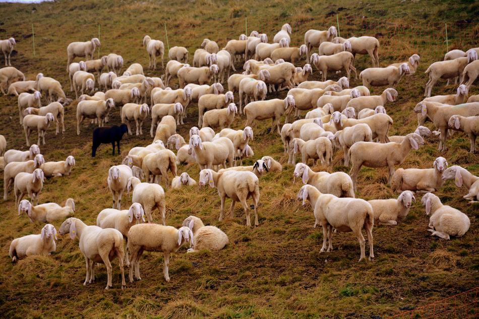 Flock Sheep Prato