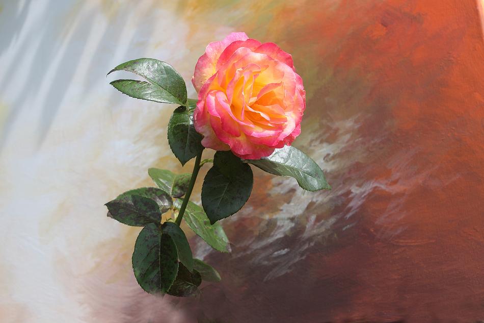 Rose Flower Plant Garden