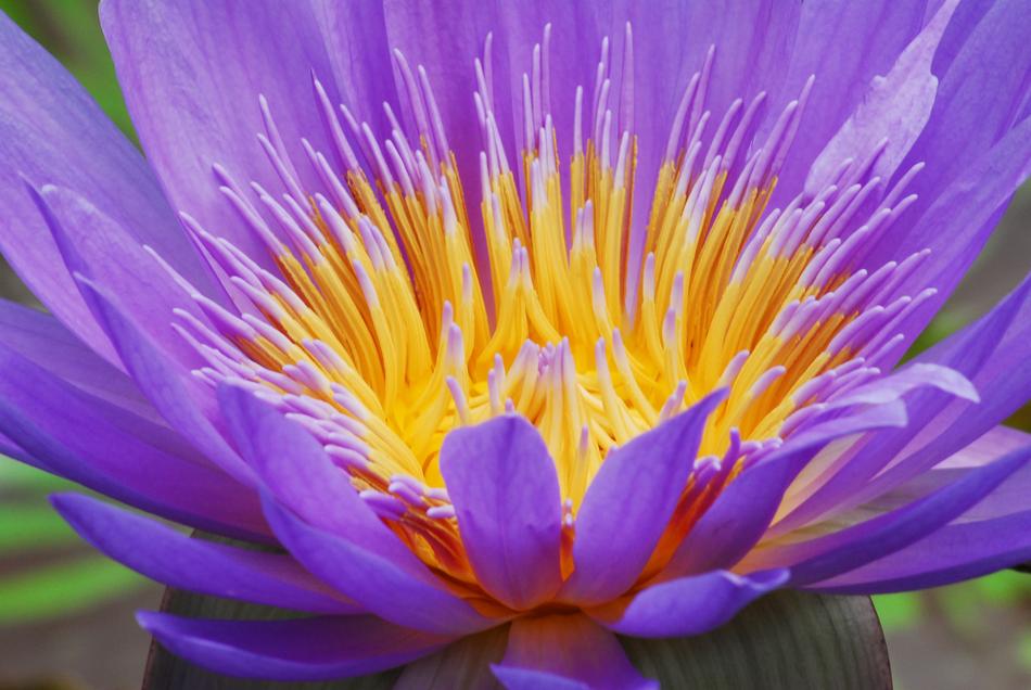 Flower Plant Lotus
