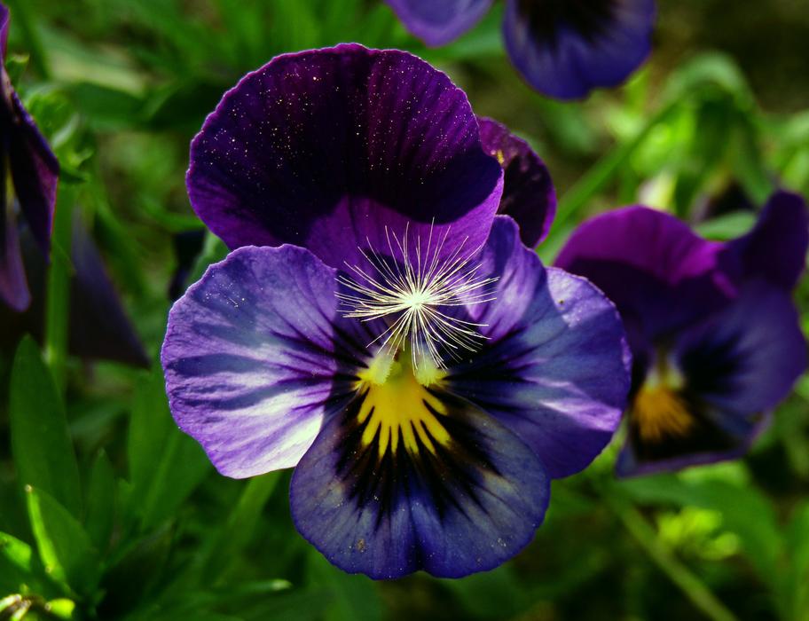 Nature Flowers macro blur