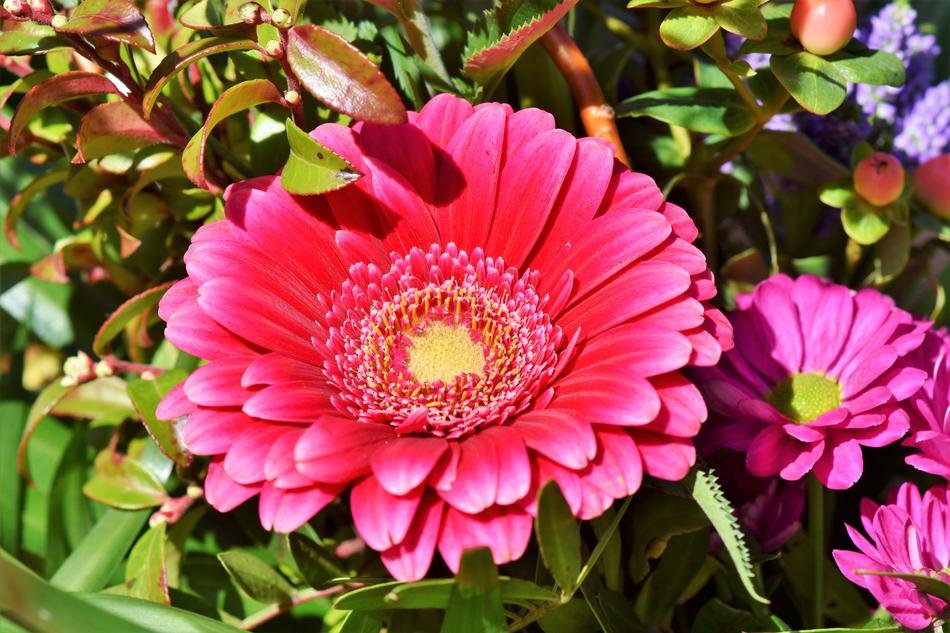 Baberton Daisies macro blur