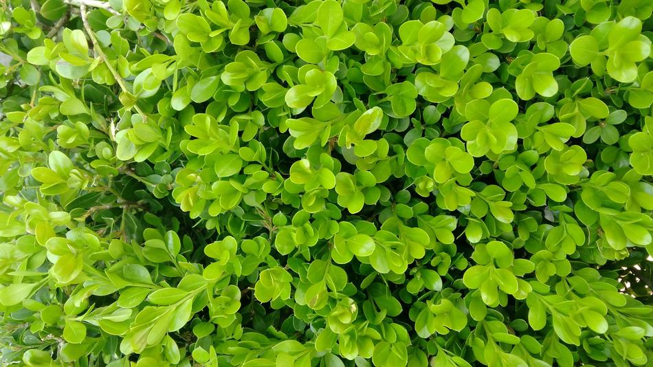 Leaf Plant Natural