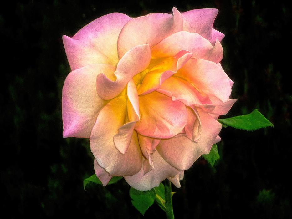 Natural Flower Garden Flora
