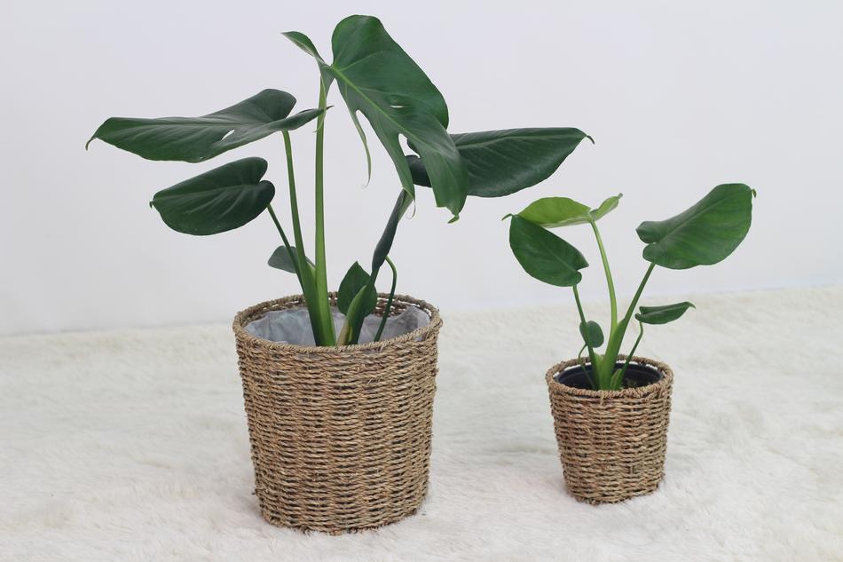 Plants Leaf Nature Monster high