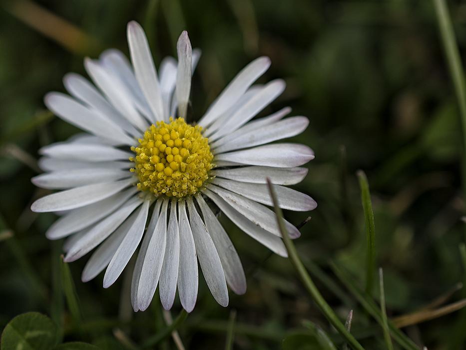 Flower Plant Nature