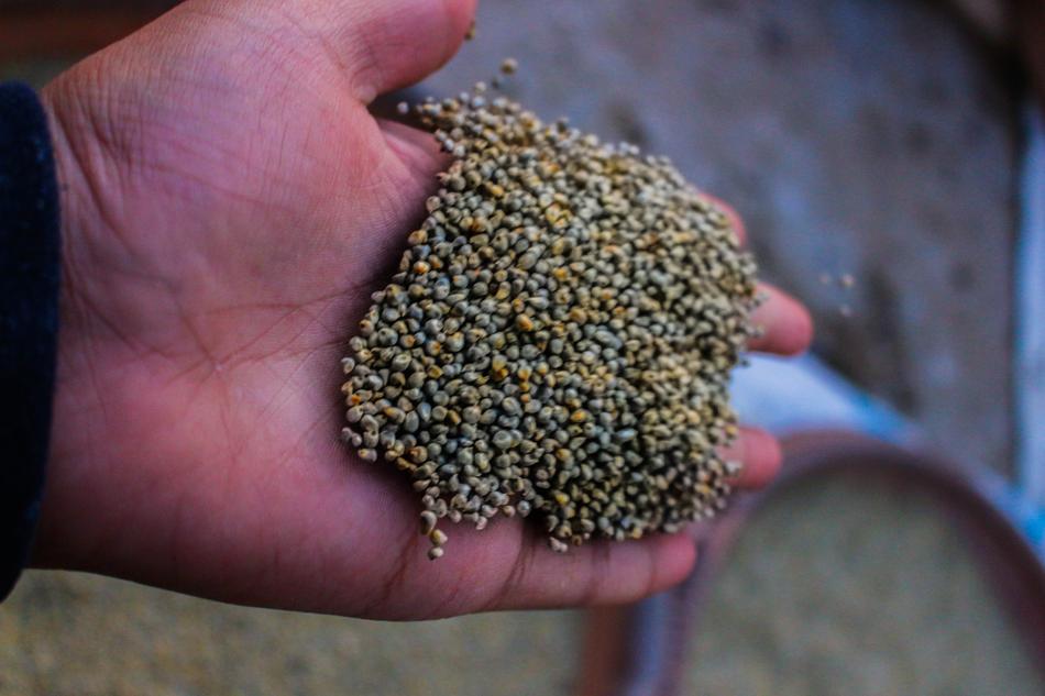 Seeds Hands Nature