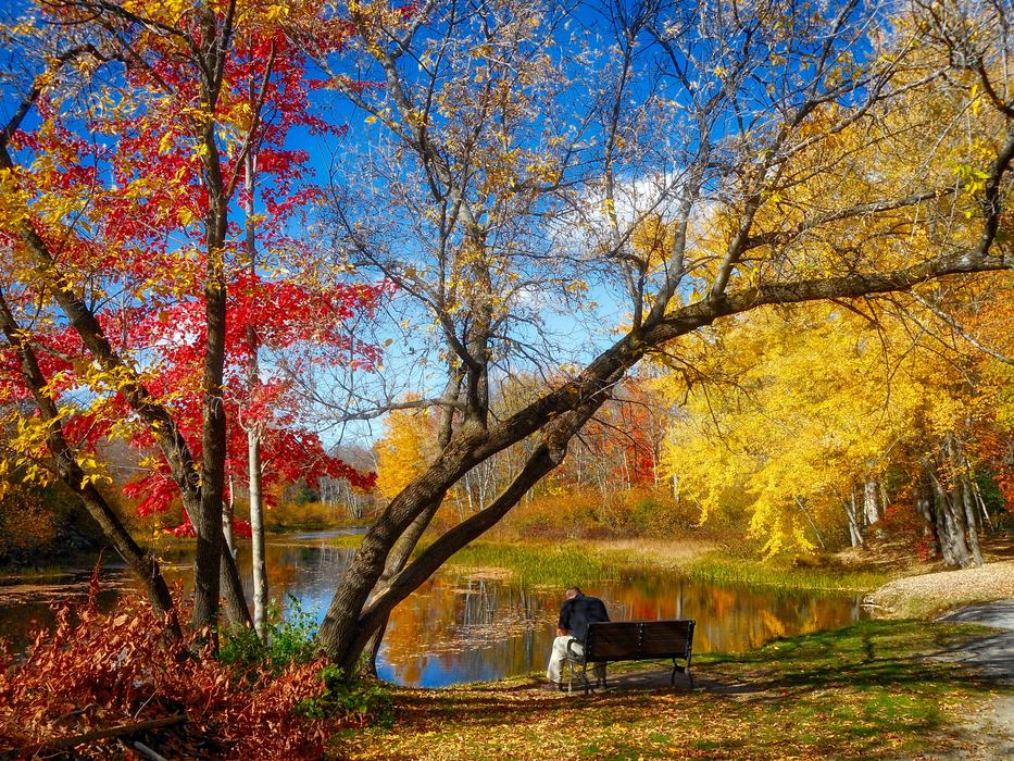 Autumn Leaves