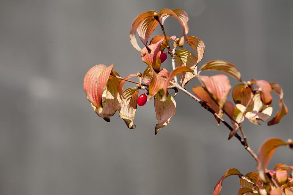 Autumn Leaves