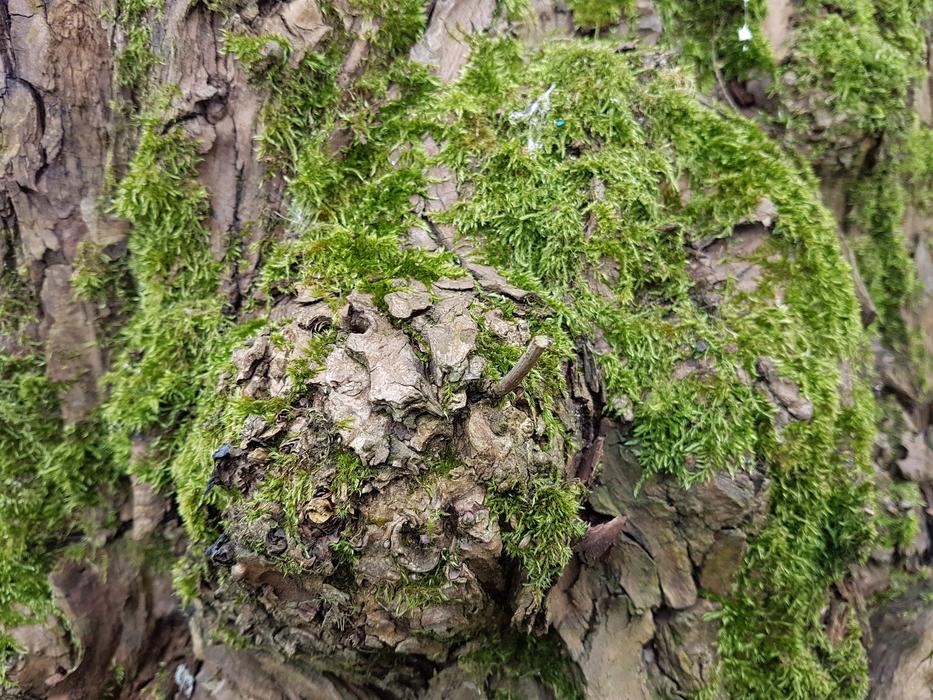 Nature Flora Tree