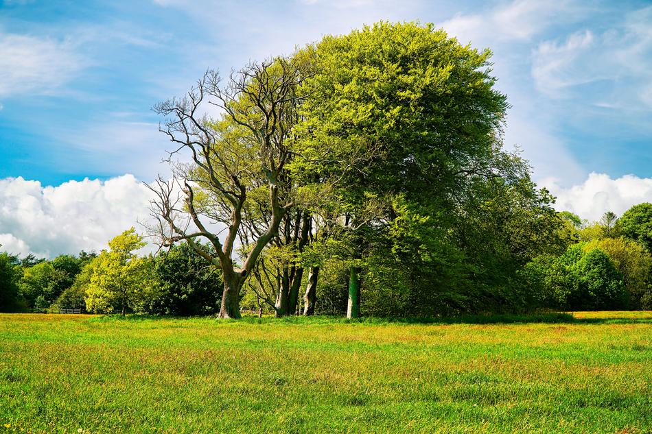 Trees Grass view