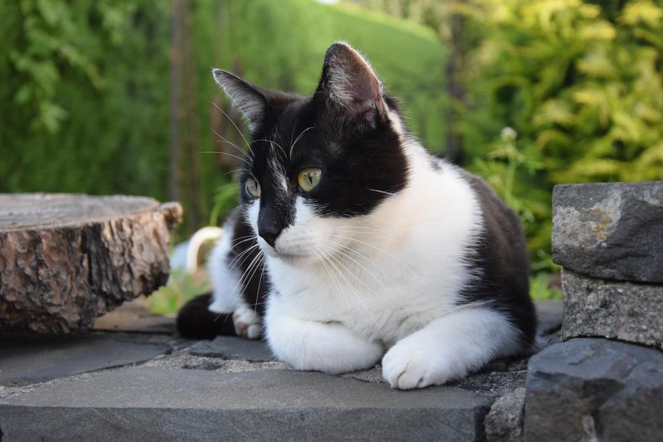 recumbent colored cat on the rocks
