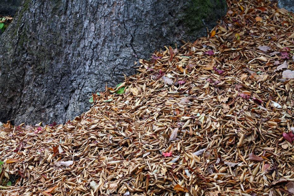 Autumn Leaves