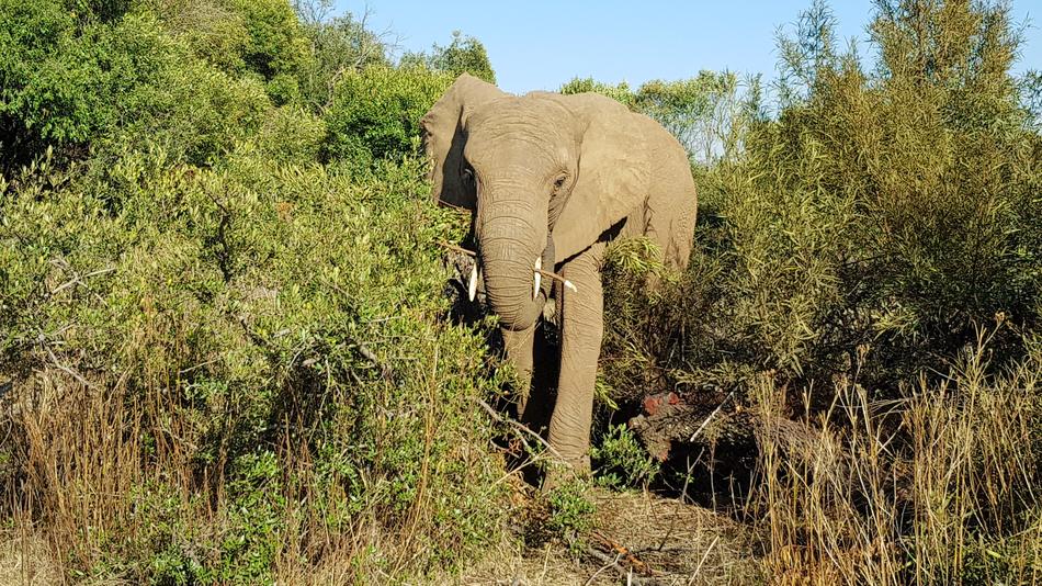 Elephant Africa South