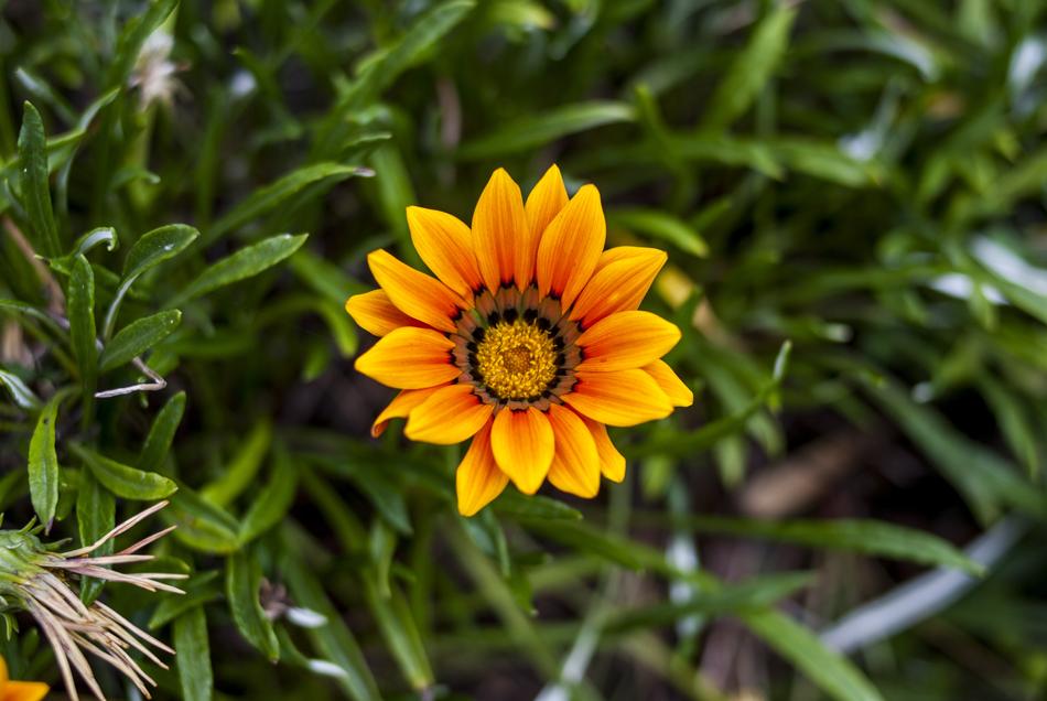 Nature Plant Summer