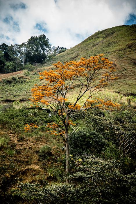 Tree Crown Nature