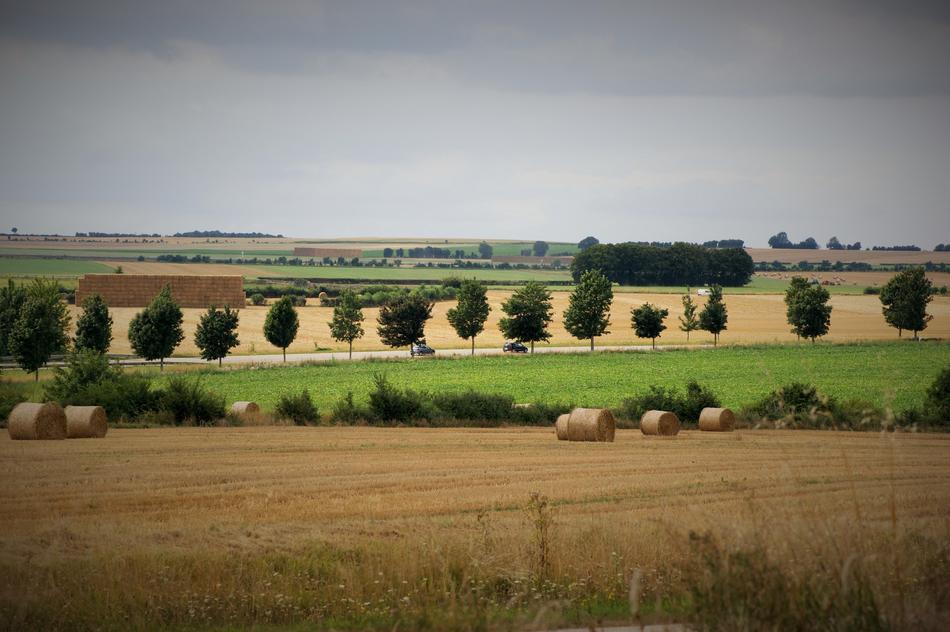Nature Field