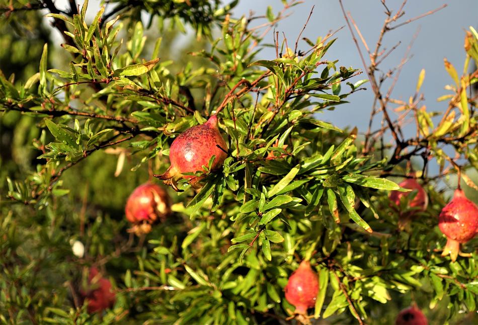 Pomegranate Garden Campaign