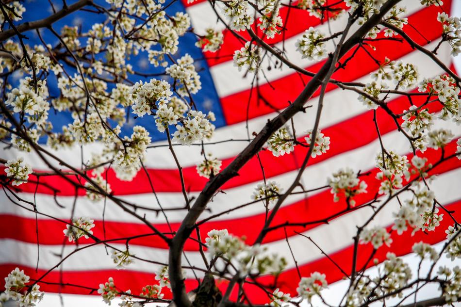 Flag Tree Branch