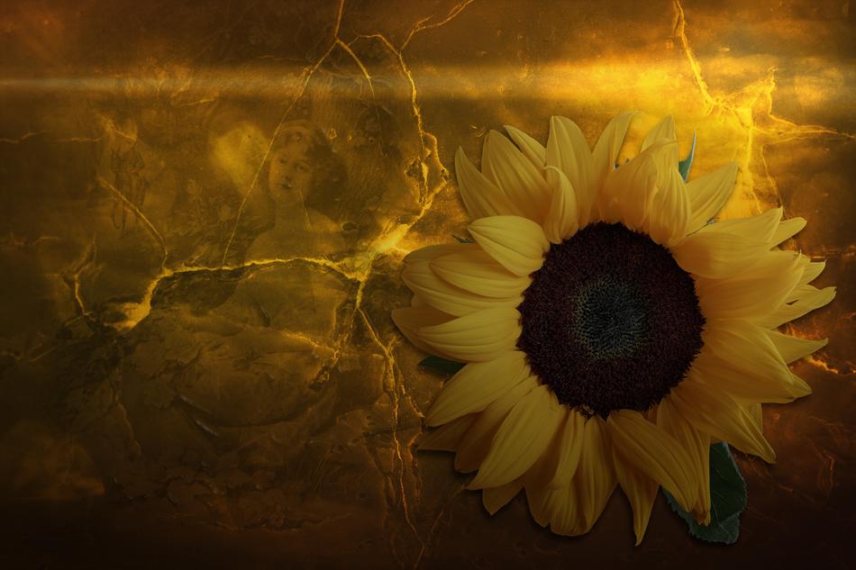Sunflower Summer Sun
