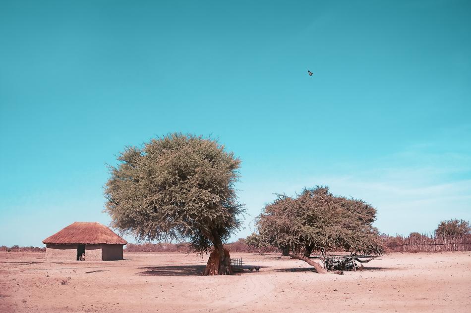 Tree Sky Nature