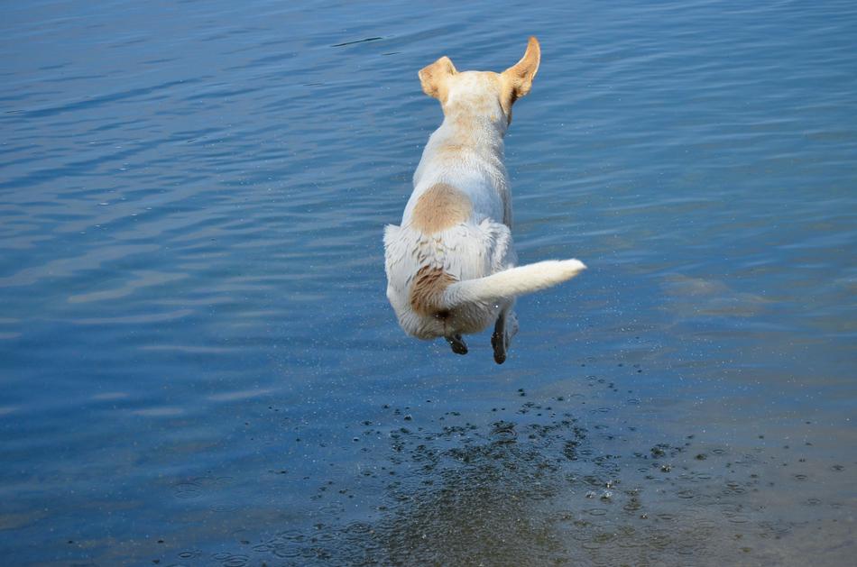 Dog Cannonball Jump Into The