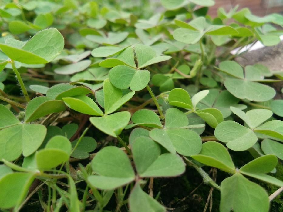 Lajalu Plant Satara