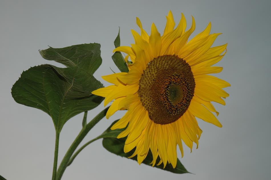 Sunflower Yellow Nature