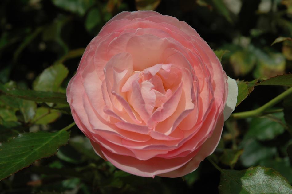 Rose Blossom Bloom