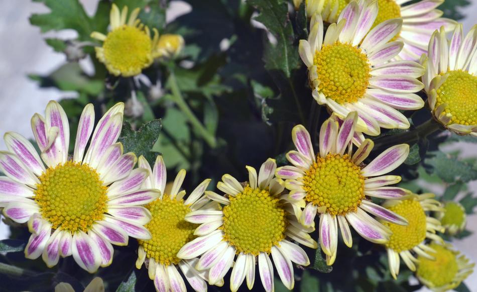 Flowers Blossom Beautiful