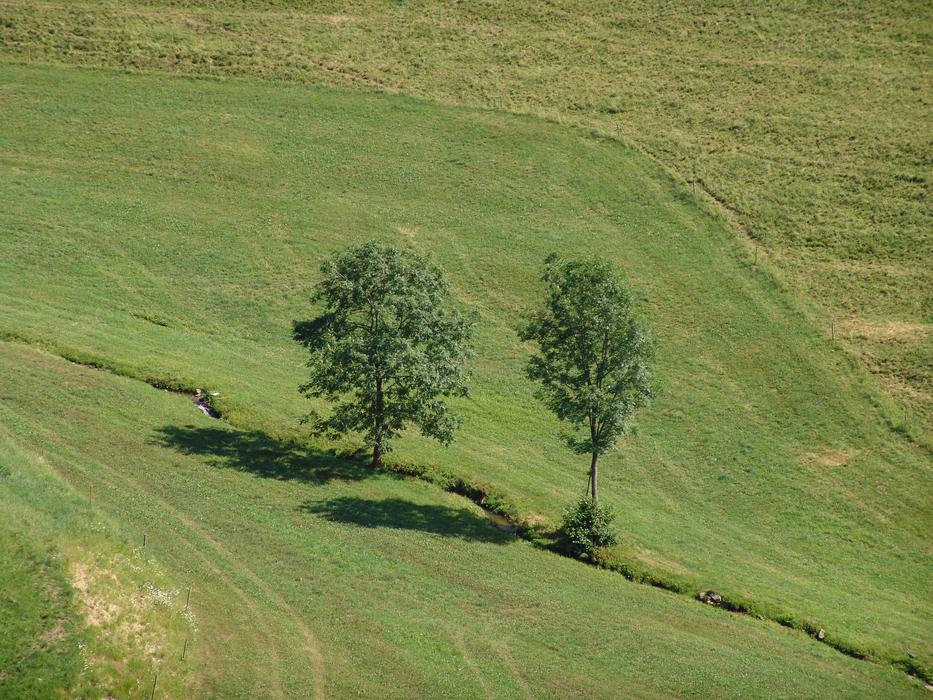 Landscape Tree