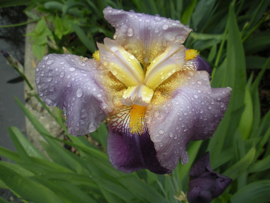 Flower Nature Flora