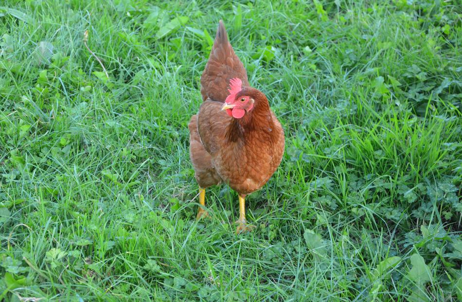Hen Laying Rousse