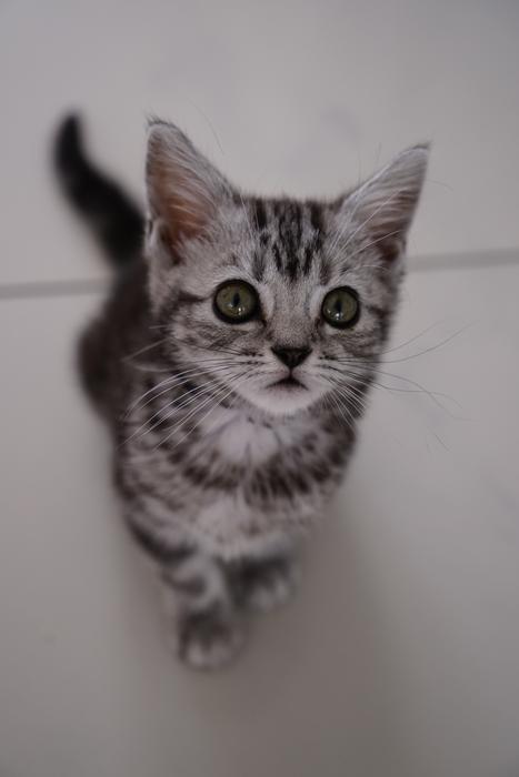 Cat Cute Animal