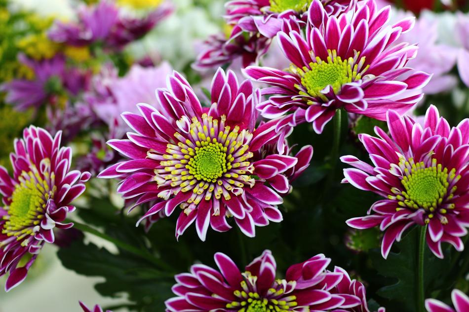 Flower Nature Flora