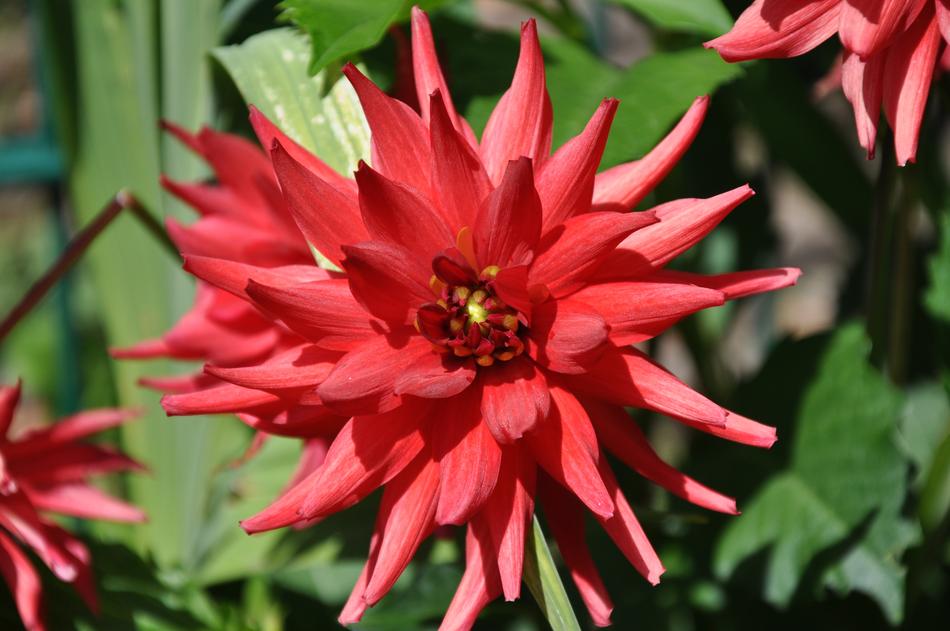 Flower Dahlia Petals
