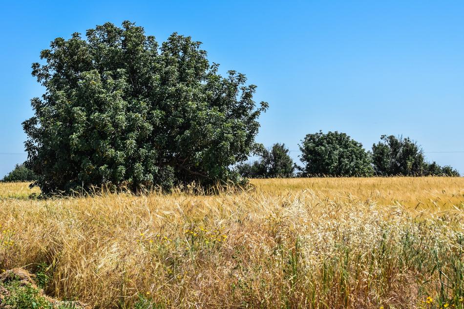 HayField Landscape in Cyprus