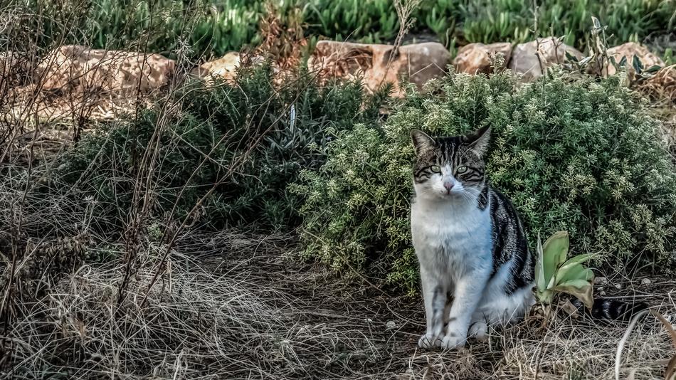 Cat Stray Eyes
